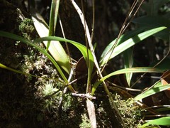 Bulbophyllum unguiculatum