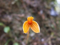 Bulbophyllum montense