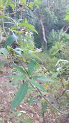 Stevia subpubescens
