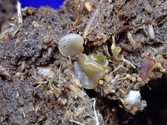 Ascobolus sacchariferus