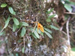 Bulbophyllum montense