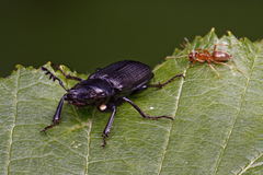 Platycerus depressus