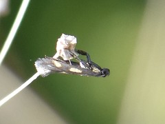 Euspilapteryx auroguttella