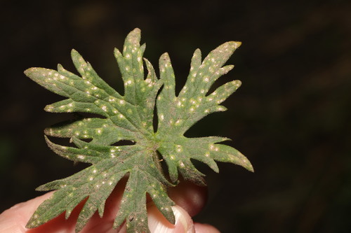 Entyloma ranunculacearum