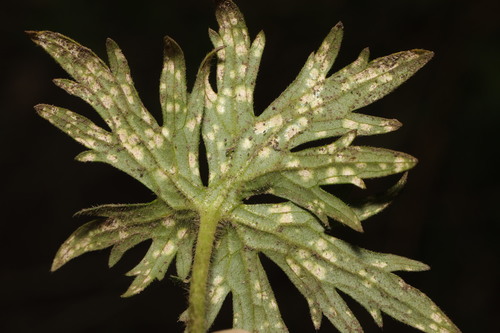 Entyloma ranunculacearum