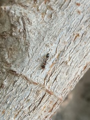 Pseudomyrmex ejectus