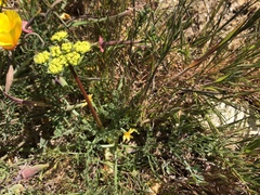 Lomatium caruifolium