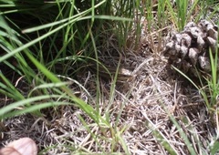 Plestiodon multivirgatus