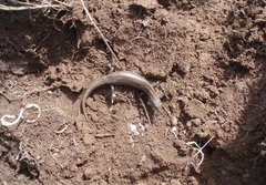 Plestiodon multivirgatus