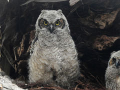 Bubo virginianus