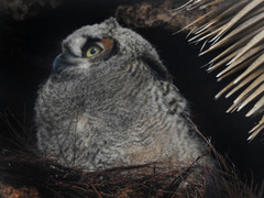 Bubo virginianus