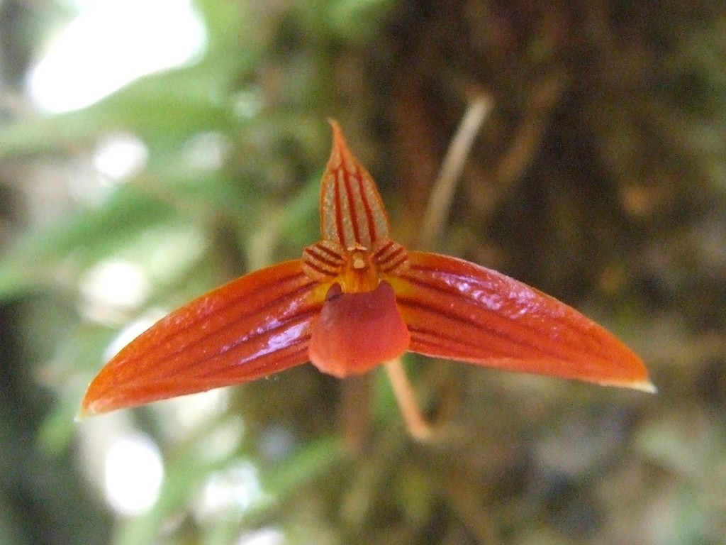 Bulbophyllum latisepalum
