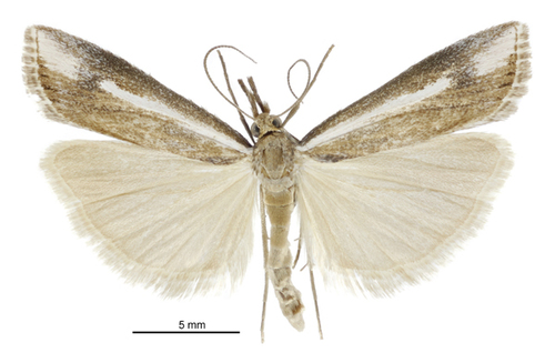 Orocrambus vulgaris photo 3