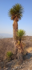 Yucca periculosa