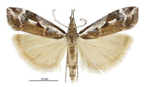 Orocrambus vulgaris photo 4