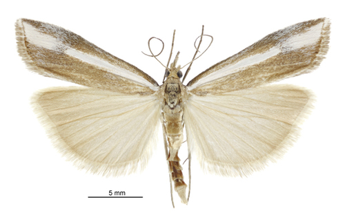 Orocrambus vulgaris photo 5