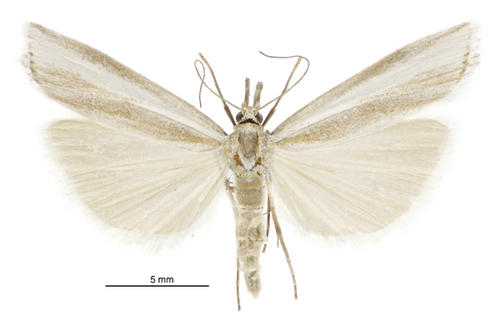 Orocrambus vulgaris photo 6