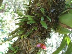 Bulbophyllum latisepalum