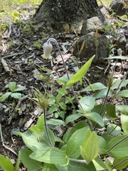 Clematis ochroleuca