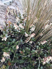 Gaultheria colensoi