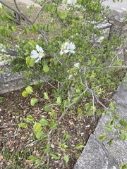 Bauhinia lunarioides