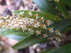 Dendrochilum haslamii