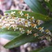 Dendrochilum haslamii - Photo (c) Thibaud Aronson, some rights reserved (CC BY-SA), uploaded by Thibaud Aronson