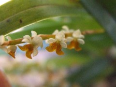Dendrochilum haslamii