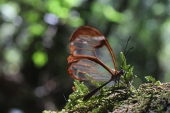 Greta morgane morgane