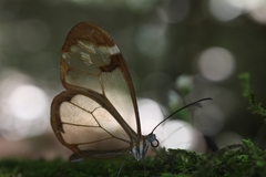 Greta morgane morgane