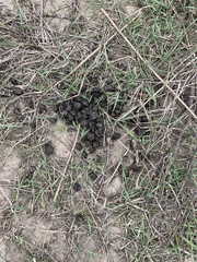 Cervus canadensis canadensis