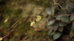 Specklinia digitale