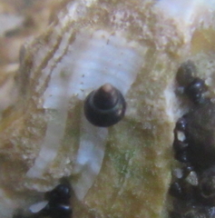 Eatoniella