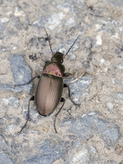 Poecilus cupreus