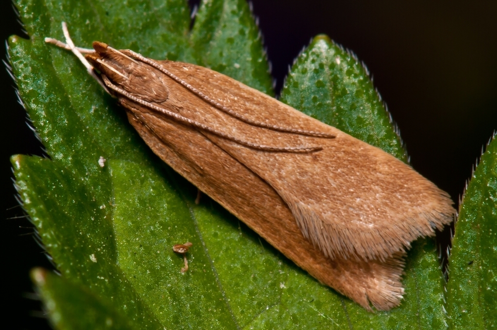 Orange Crest