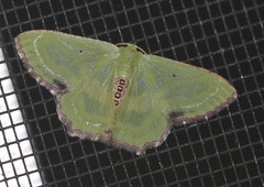 Metallochlora lineata