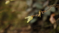 Specklinia digitale