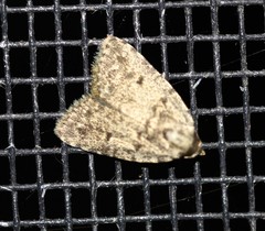 Tolpia conscitulana