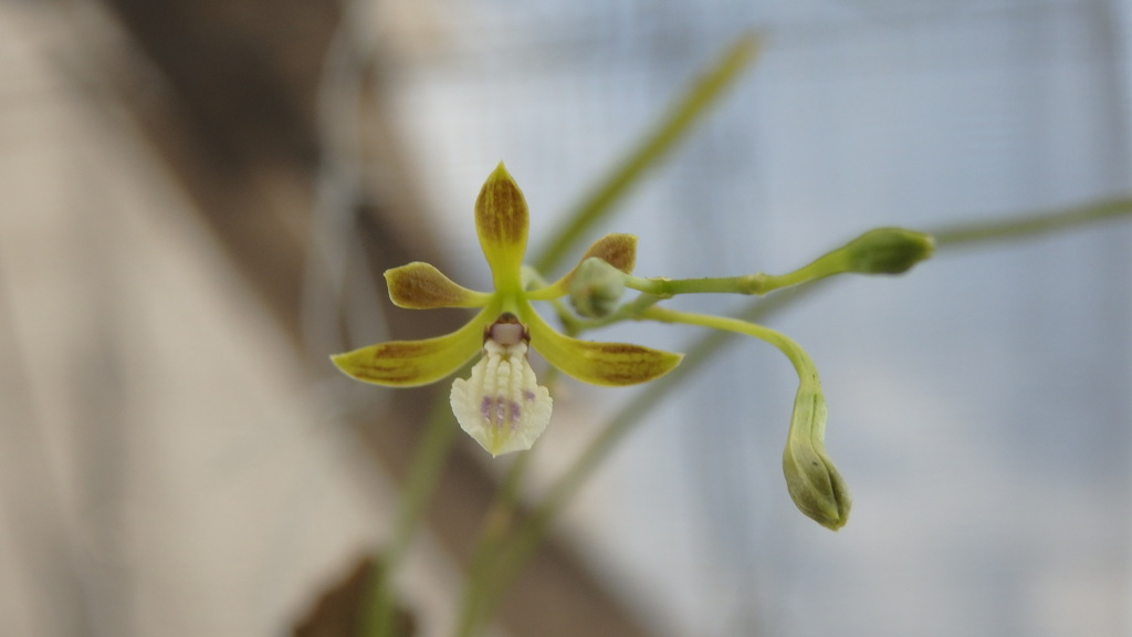 Oestlundia luteorosea