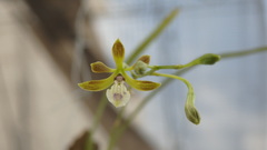 Oestlundia luteorosea