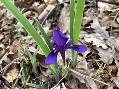 Iris verna smalliana