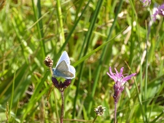 Polyommatus icarus