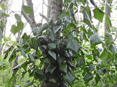 Hedera colchica