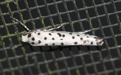 Yponomeuta internellus