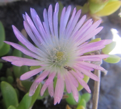 Disphyma australe australe