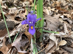 Iris verna smalliana