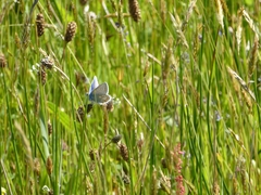 Polyommatus icarus