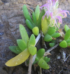 Disphyma australe australe