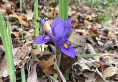 Iris verna smalliana