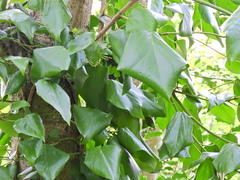 Hedera colchica